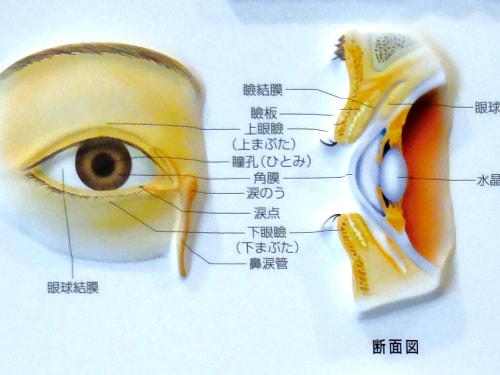 眼手術学　4 角膜・結膜・眼瞼手術 角膜・結膜・屈折矯正 | 株式会社文光堂