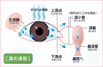 涙道の病気 手術について 伊丹市の眼科 宮の前眼科 白内障手術 硝子体手術 斜視手術